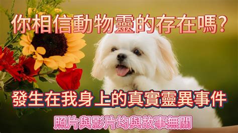 家裡有動物靈|動物靈